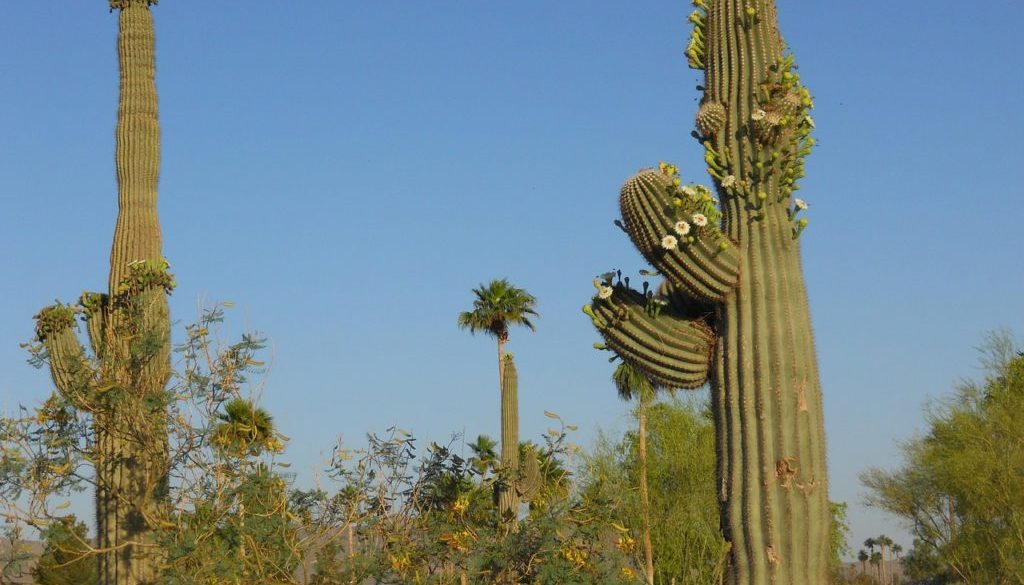 saguaro-cactus-102291_1280